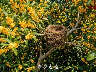 白露 | 鸿雁南飞，玄鸟归去，万物知时