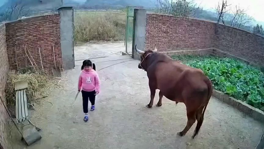 野猪攻击小女孩，老黄牛突然出手结局反转