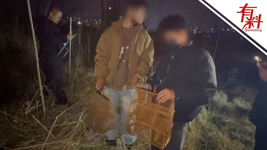 抓！两名男子猎捕棕头鸦雀用于“斗鸟赌博” 已被警方抓捕