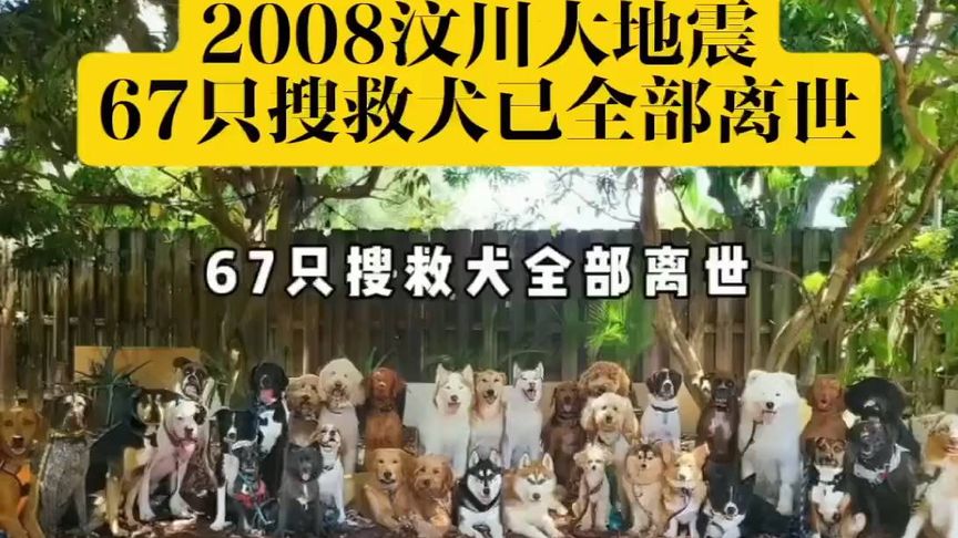 汶川地震后,67只搜救犬全部离世,英雄们的最后一张合影。