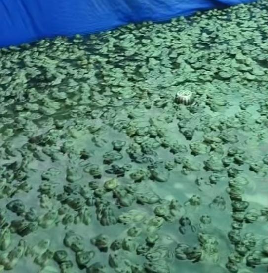 重庆永川暴雨致一养殖厂黄鳝牛蛙被泥石流冲走，老板：损失几十万，一夜之间都成泡影-图2