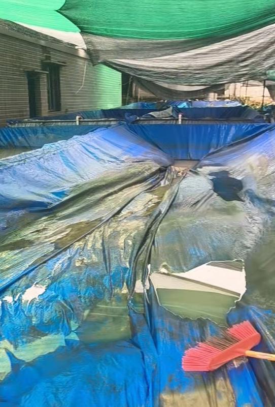 重庆永川暴雨致一养殖厂黄鳝牛蛙被泥石流冲走，老板：损失几十万，一夜之间都成泡影-图4