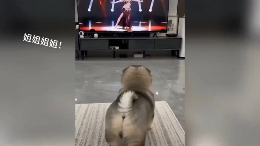 狗子的快乐你想象不到，回头那一下太灵性了